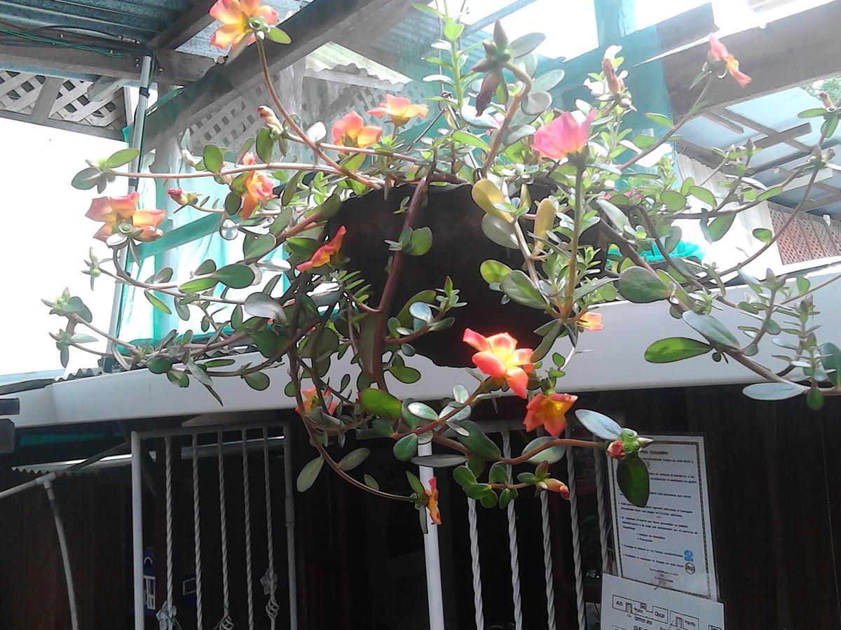 Hostel Julieta ริวาส ภายนอก รูปภาพ